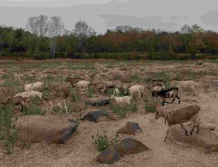 The environment: another victim of Russias invasion