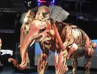 ‘Body Worlds: Animal Inside Out’ in Istanbul