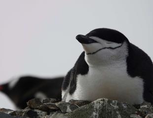 Penguin parents sleep for just a few seconds