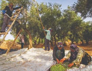 Turkish olive cultivation secures spot on UNESCO list