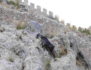 Five men fined 5 mln Turkish Liras over illegal hunting