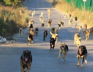 Stray dog attack sparks debate, calls for urgent measures