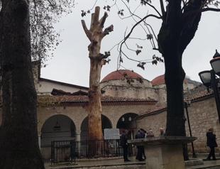 350-year-old tree transformed into sculpture
