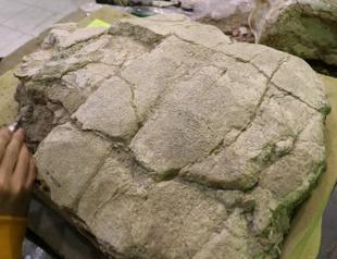7.5-million-year-old turtle fossil to be exhibited