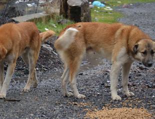 Reducing birth primary solution for stray animal issue: Official