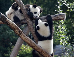 Berlin Zoo sends the first giant pandas born in Germany to China