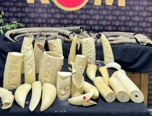 Wildlife trafficker detained in Istanbul