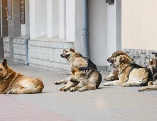 Population of strays, humans in Türkiye may equal by 2030: Expert