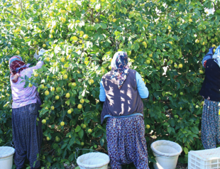 Increase in agricultural input prices slows