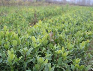 Türkiye caters to 90 pct of world’s bay leaf needs