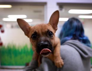 ODTÜ students launch pet socialization app