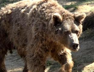 Van bears defy hibernation, raise concern among scientists