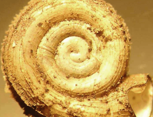 Most money goes to a small number of creatures