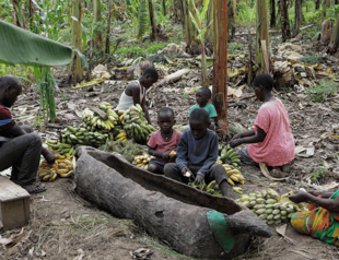 A boozy banana drink in Uganda is under threat