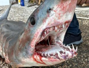 Endangered shark washes ashore in Mediterranean province