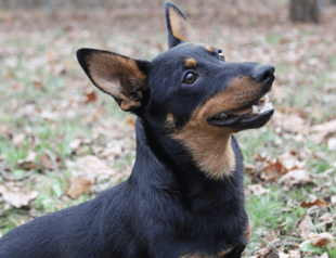 The newest breed to join the American Kennel Club