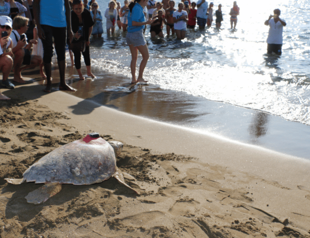 Signal from caretta Tuba lost