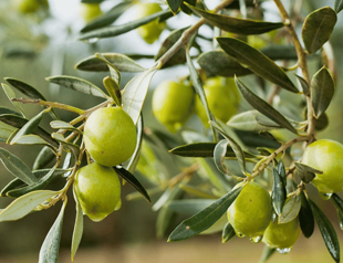Olive groves as cultural landscape