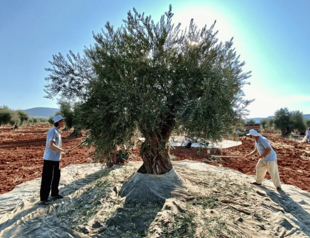 Climate change, invasive species threaten Türkiye’s agriculture