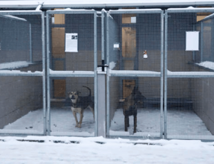 A dog shelter gets a warm response to its appeal