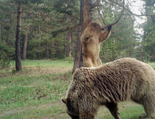 Overfeeding causes harm to wildlife, say expert