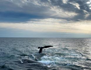 Global warming pushes ocean temperatures off the charts: study