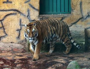 Over 450 smuggled animals taken under protection in Gaziantep