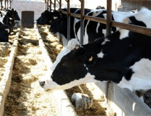 Poultry production falls, but milk production rises