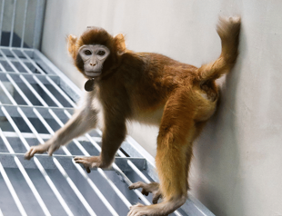 Scientists clone first rhesus monkey using new method