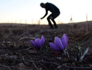 Safranbolu saffron is Türkiye’s first EU-recognized spice