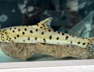 Discovery of endangered leopard barbel fish hailed in Türkiye