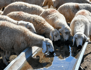 Gov’t prepares roadmap for livestock farming