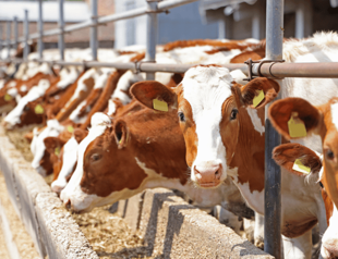 Controlled imports planned for livestock farming