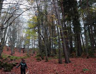 Govt prepares roadmap to protect forests