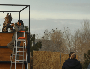 Giraffe goes on a 40-hour road trip to find warmth