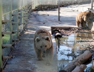 Animals cant hibernate amid prolonged summer conditions