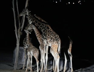 Adolescent giraffe Benito arrives at his new home