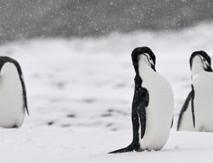 Unknown colonies of emperor penguins spotted