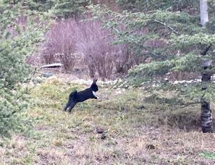 Animal rights activists save 32 rabbits in Ankara