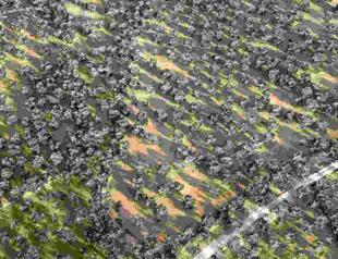 Balıkesir uses latest tech to preserve olive trees