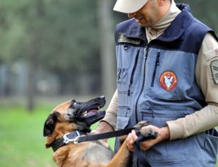 Army dogs undergo tough training