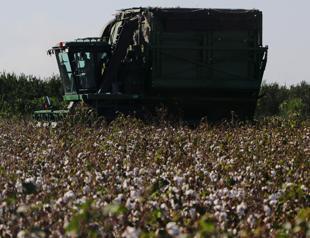 Cutting-edge DNA system to track Turkish cotton production