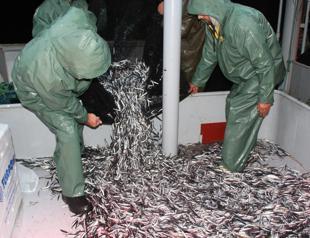 Fish species declining as Black Sea gets warmer