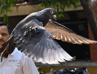 India releases pigeon accused of spying for China