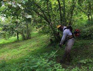 Hazelnut producers worry over lack of snowfall