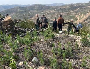 Charred landscape of southern provinces coming back to life