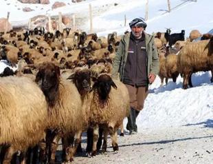 Genetically pure Norduz sheep saved by village not migrating