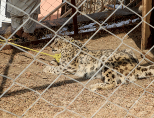 Afghan authorities capture rare snow leopard