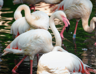 Berlins zoo is mourning Ingo the Flamingo