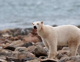 Polar bears face starvation as climate change alters sea ice patterns